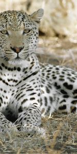 Leopard,Shadow,Predator,Rest,Africa,Tenek,Animals,Relaxation