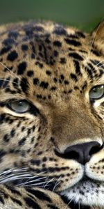 Animales,Leopardos