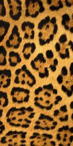 Leopards,Background