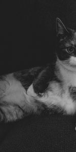 Lies,Cool,Bw,Chb,Animals,Cat