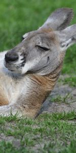 Animaux,Kangaroo,Mensonges,Frais,Refroidir