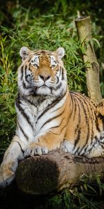 Lies,Tiger,Animals,Big Cat,Wildlife,Siberian Tiger