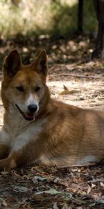 Lies,Wild Dog,Dingo,Resting,Animals