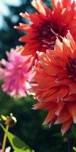 Light,Blur,Smooth,Flower Bed,Flowerbed,Dahlias,Flowers,Shine