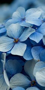 Light Coloured,Shallow,Small,Macro,Light,Petals,Plant