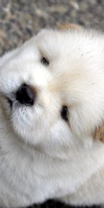 Light,Light Coloured,Puppy,Kid,Tot,Chow Chow,Animals