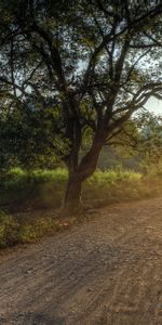 Light,Nature,Trees,Sun,Road,Path,Morning,Country,Way,Countryside,Awakening,Shine,Dawn