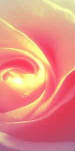 Light,Rose Flower,Rose,Petals,Light Coloured,Background,Abstract