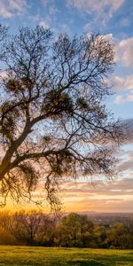 Light,Wood,Tree,Nature,Shine,Landscape