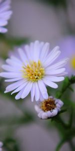 Lilac,Buds,Flowers