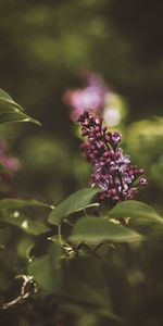 Fleurs,Lilas,Fleur,Floraison,Buisson