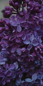 Lilac,Bush,Inflorescences,Inflorescence,Flowers