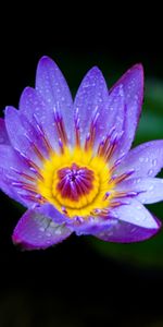 Lilac,Drops,Flowering,Flowers,Water Lily,Bloom