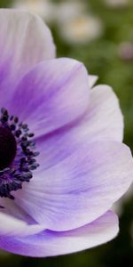 Lilac,Macro,Petals,Flower