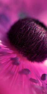 Lilac,Macro,Petals,Flower