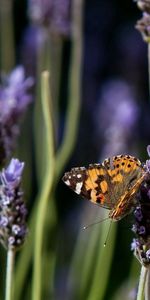 Lilac,Macro,Spotted,Butterfly