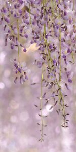 Lilac,Nature,Flowers,Plant,Leaves