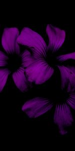 Lilac,Night,Dark,Violet,Flower,Purple