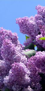 Arbres,Lilas,Plantes,Fleurs