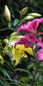 Lilies,Greens,Buds,Stamens,Flowers