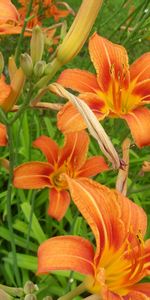 Lilies,Légumes Verts,Démantelé,Lâche,Verdure,Parterre,Fleurs,Parterre De Fleurs