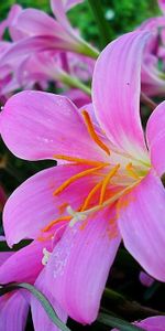 Lilies,Greens,Stamens,Flowers,Garden