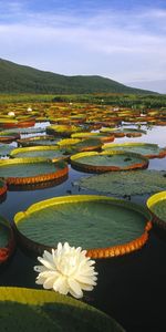 Lilies,Landscape,Swamp