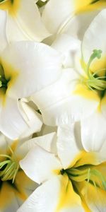 Lilies,Stamens,Flowers,Close Up