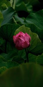 Lily,Bud,Pink,Plant,Flowers,Flower