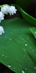 Lily Of The Valley,Flower,Macro