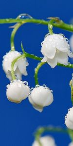 Lily Of The Valley,Macro,Branch,Dew,Drops