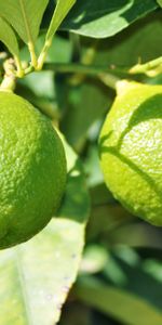 Lime,Branches,Citrus,Food,Fruit