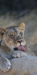 Lioness,Licking,Animals,Lick Your Lips,Lion