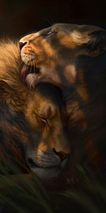 Lioness,Nicely,Nice,Lion,Art,Love