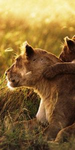 Lioness,Young,Tot,Kid,Joey,Sunlight,Family,Care,Lion Cub,Lion,Animals