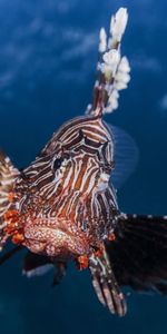 Lionfish,Lion Fish,Striped Lionfish,Zebra Fish,Zebrafish,Broadbarred Firefish,Animals