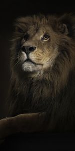 Lions,Animals,Art Photo