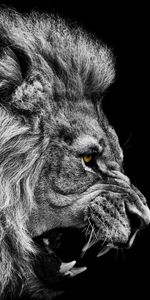 Lions,Art Photo,Animals