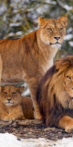 Lions,Predators,Brown,Wildlife,Animals