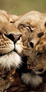 Se Soucier,Jeune,Soin,Joey,Tendresse,Lions,Animaux,Mignon