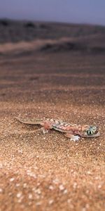 Lizard,Animals,Background,Nature