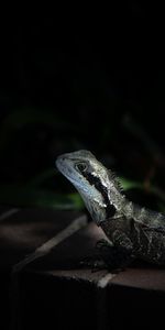 Animales,Lagarto,Reptil,Iguana,Oscuro,Lagartija