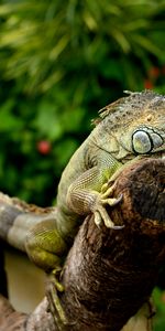 Lizard,Chameleon,Animals,Reptile,Iguana