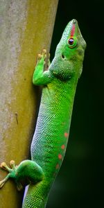 Lézard,Écaille,Animaux,Reptile,Balance