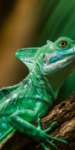 Lagarto,Escama,Escamas,Color,Animales,Lagartija,Reptil