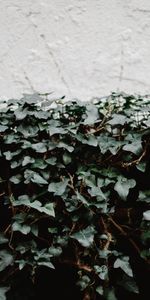 Loach,Ivy,Nature,Plant,Wall