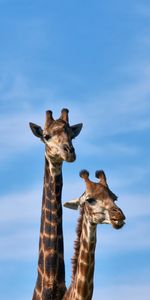 Long Cou,Animaux,Girafe