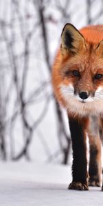 Looks,Curious,Animals,Winter,Fox,Snow