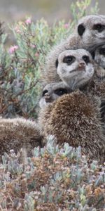 Parcelle,Beaucoup,Suricates,Se Blottir,Pressé,Animaux