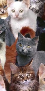 Lote,Mucho,Gatitos,Animales,Photoshop